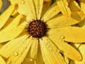Gra Flower Petals Raindrop Jigsaw