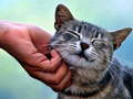 Gra Tickling Cat