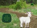 Gra Goat Find The Child