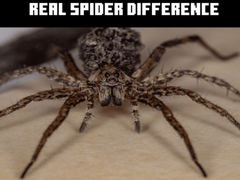 Gra Real Spider Difference