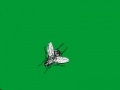 Gra Swatter