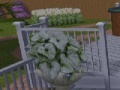 Gra Escape from the Garden