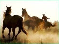 Gra Cowboy Horses Sliding