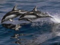 Gra Dolphins Sliding Puzzle